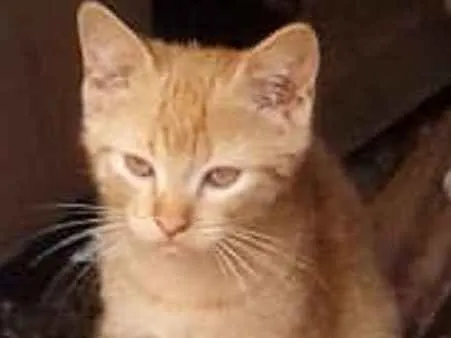 Gato ra a  idade 2 a 6 meses nome Gatinhos