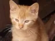 Gatinhos