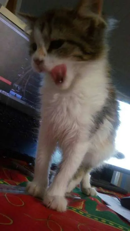 Gato ra a Vira Lata idade 7 a 11 meses nome Zaniah