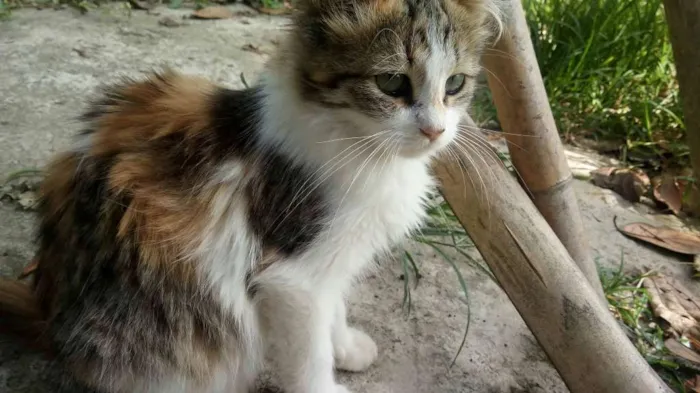 Gato ra a Vira Lata idade 7 a 11 meses nome Zaniah