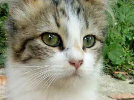 Gato ra a Vira Lata idade 7 a 11 meses nome Zaniah