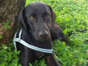 Cachorro raça SRD mestiço de labrador  idade 2 a 6 meses nome Francisco/Chico