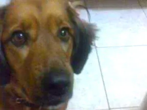 Cachorro raça SRD idade 6 ou mais anos nome Jade