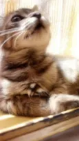 Bellatrix