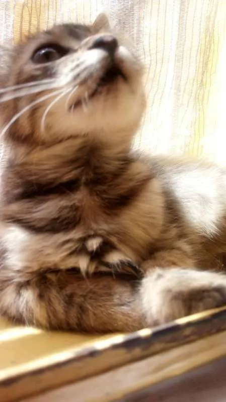 Gato ra a Vira Lata idade 7 a 11 meses nome Bellatrix