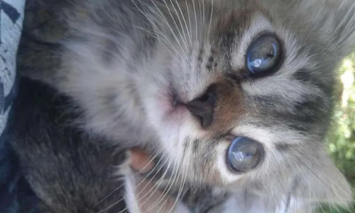 Gato ra a Vira Lata idade 7 a 11 meses nome Bellatrix