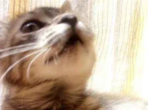 Gato raça Vira Lata idade 7 a 11 meses nome Bellatrix