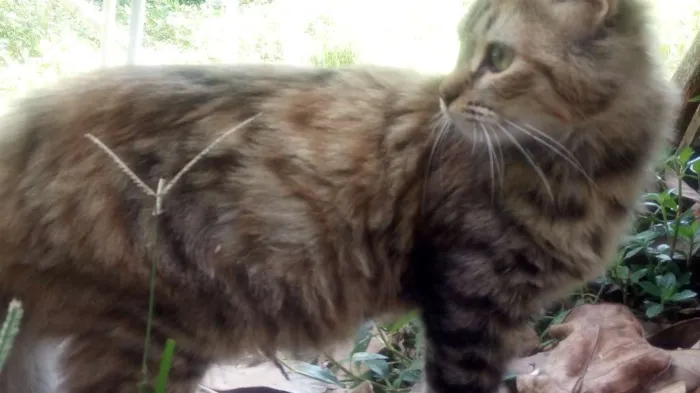 Gato ra a Vira Lata idade 7 a 11 meses nome Bellatrix