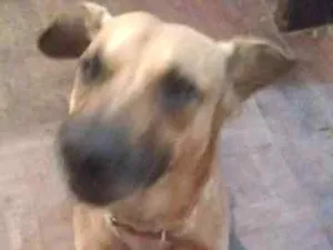 Cachorro raça Vira lata idade 3 anos nome Chisp
