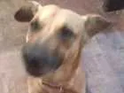 Cachorro raça Vira lata idade 3 anos nome Chisp