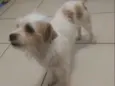 Lupi