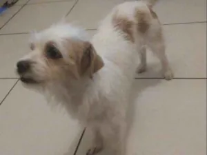 Cachorro raça Ilhasa misturada com viralata idade 2 anos nome Lupi