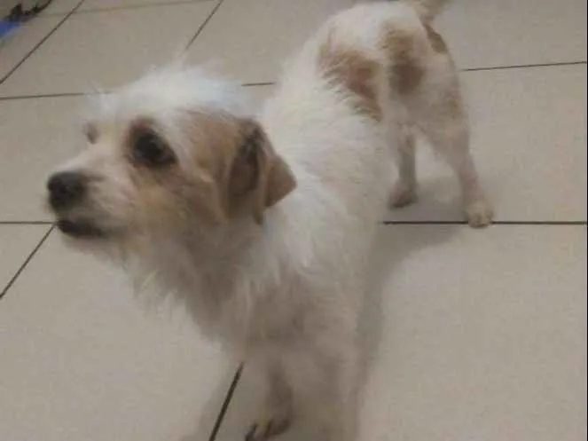 Cachorro ra a Ilhasa misturada com viralata idade 2 anos nome Lupi