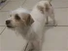Cachorro raça Ilhasa misturada com viralata idade 2 anos nome Lupi
