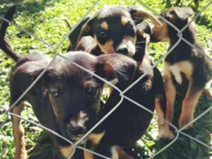 Cachorro raça vira lata idade 2 a 6 meses nome sem nome