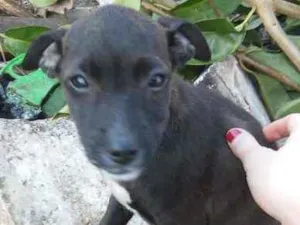 Cachorro raça Vira Lata idade 2 a 6 meses nome Adote