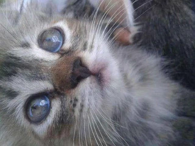 Gato ra a Vira Lata idade 7 a 11 meses nome Bellatrix