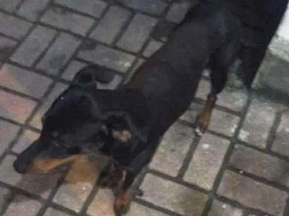 Cachorro ra a SRD idade 2 a 6 meses nome Nino