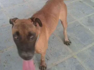Cachorro raça Sem raça definida idade 2 anos nome Brutus