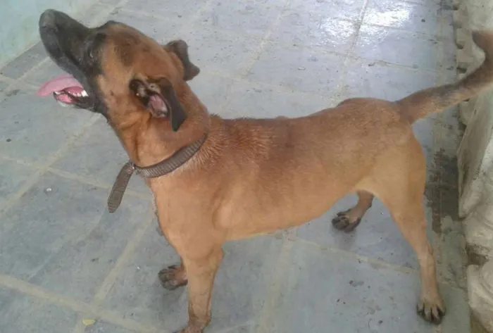 Cachorro ra a Sem raça definida idade 2 anos nome Brutus