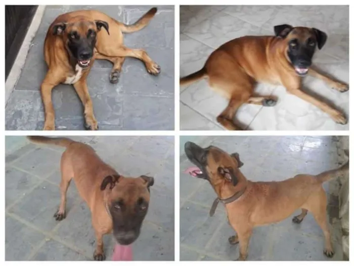 Cachorro ra a Sem raça definida idade 2 anos nome Brutus