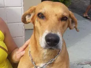 Cachorro raça SRD idade 2 anos nome Bebela