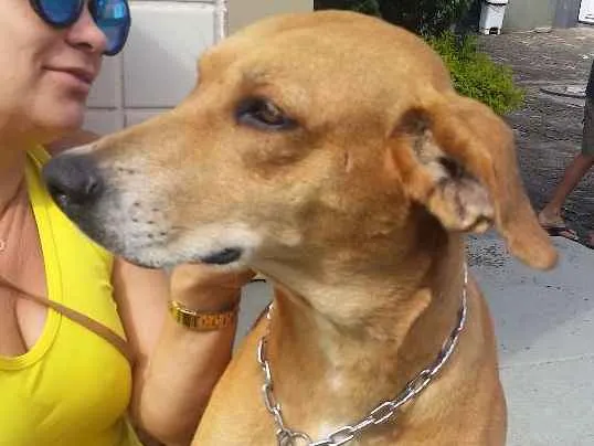 Cachorro raça SRD idade 2 anos nome Bebela