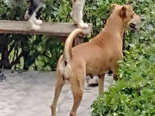 Cachorro raça SRD idade 2 anos nome Bebela