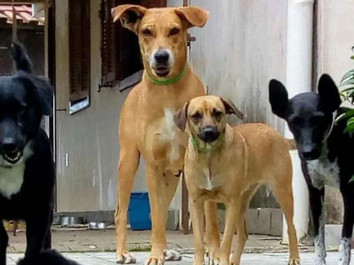 Cachorro raça SRD idade 2 anos nome Bebela
