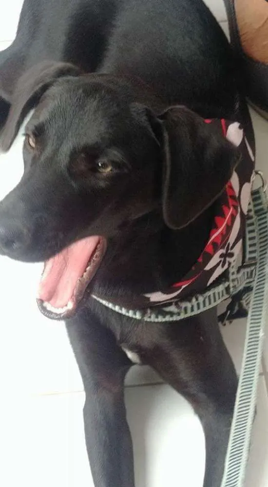 Cachorro raça SRD mestiço de labrador  idade 2 a 6 meses nome Francisco/Chico