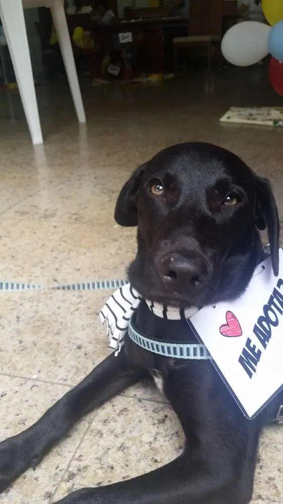 Cachorro raça SRD mestiço de labrador  idade 2 a 6 meses nome Francisco/Chico