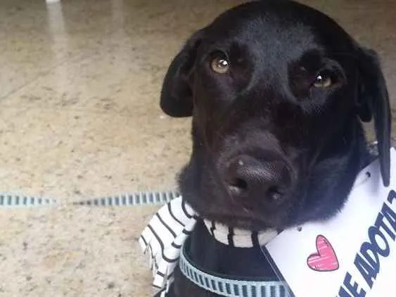 Cachorro raça SRD mestiço de labrador  idade 2 a 6 meses nome Francisco/Chico