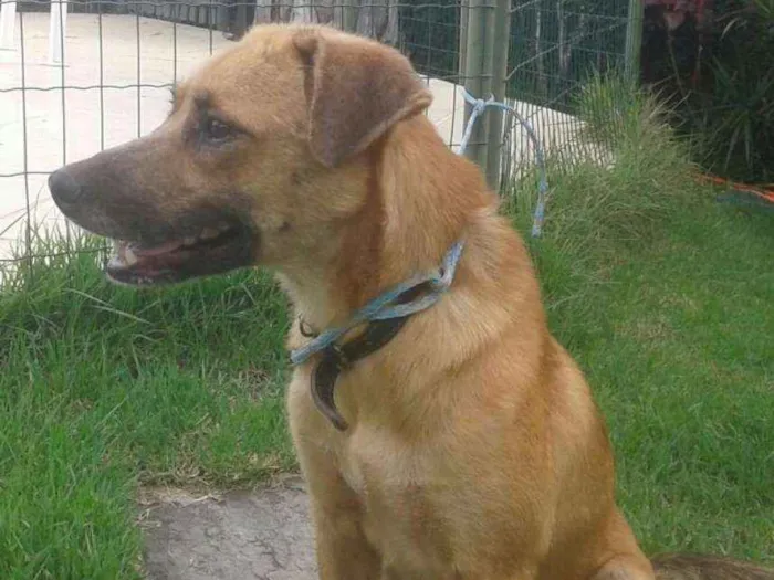 Cachorro ra a Sem raça definida idade 2 anos nome Farofa