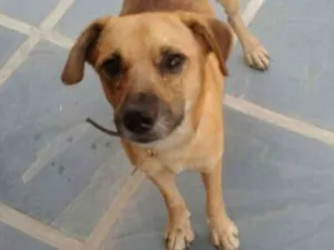 Cachorro raça Sem raça definida idade 2 anos nome Farofa