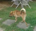 Farofa