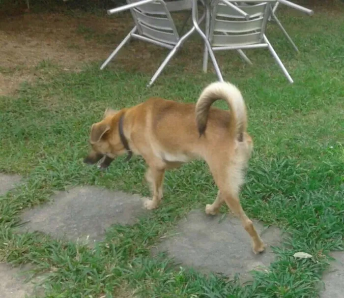 Cachorro ra a Sem raça definida idade 2 anos nome Farofa