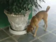 Farofa