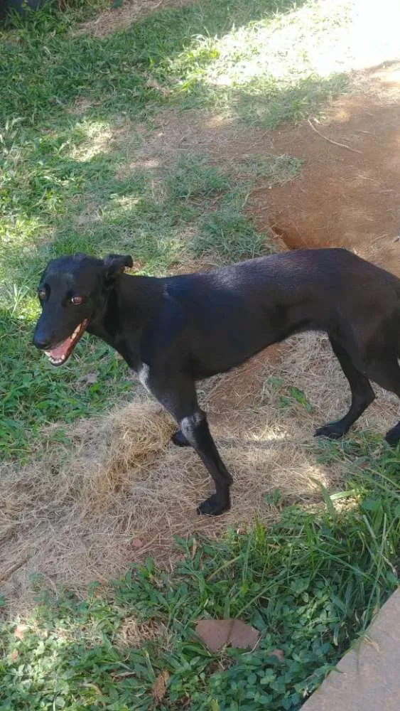 Cachorro raça SRD idade 2 anos nome Gaia