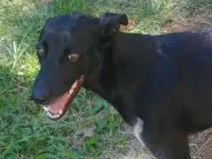 Cachorro raça SRD idade 2 anos nome Gaia