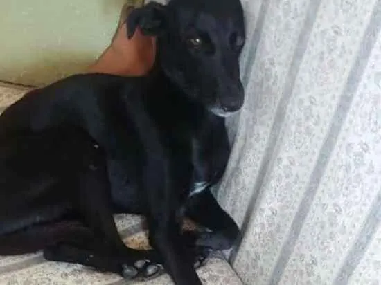 Cachorro raça SRD idade 2 anos nome Gaia
