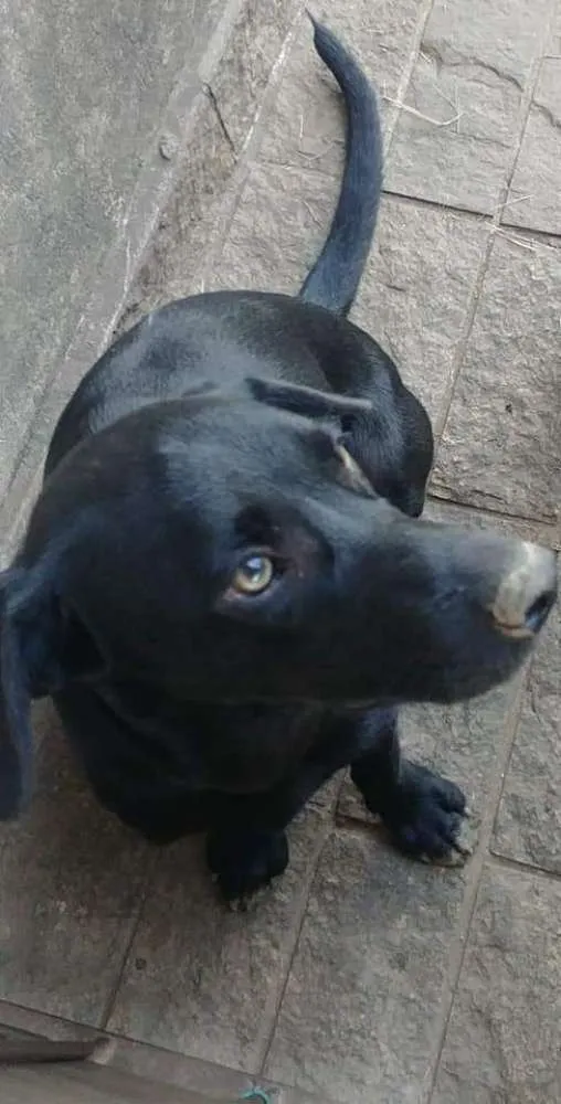 Cachorro raça SRD mestiço de labrador  idade 2 a 6 meses nome Francisco/Chico