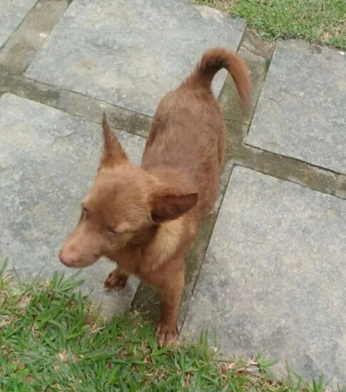 Cachorro ra a Sem raça definida idade 7 a 11 meses nome Minie