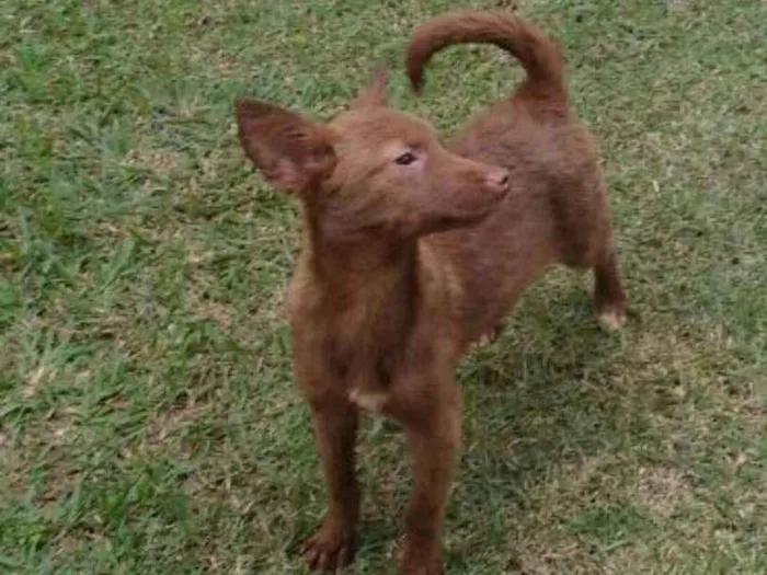 Cachorro ra a Sem raça definida idade 7 a 11 meses nome Minie