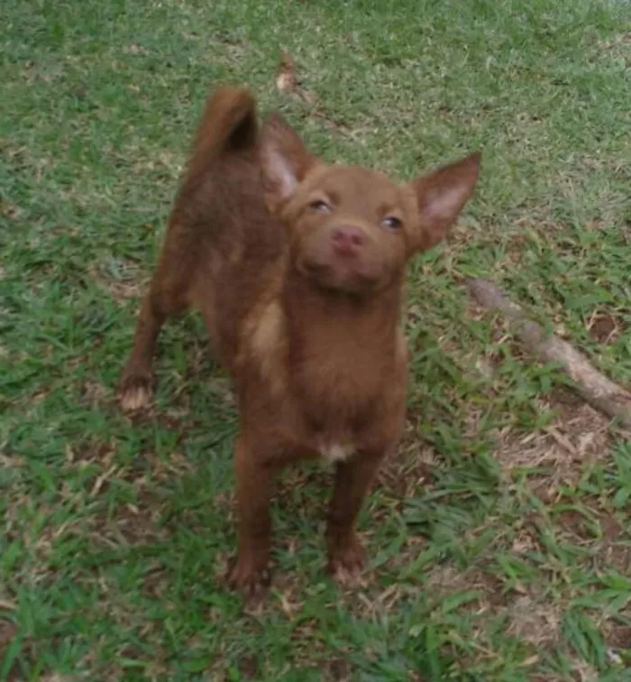 Cachorro ra a Sem raça definida idade 7 a 11 meses nome Minie