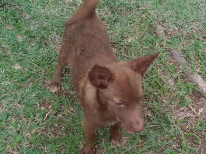 Cachorro ra a Sem raça definida idade 7 a 11 meses nome Minie