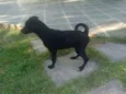 Pretinha