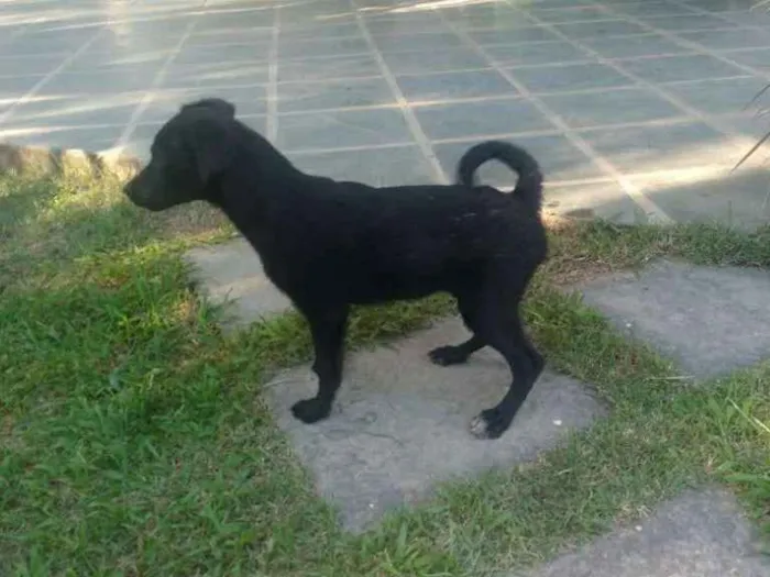 Cachorro ra a Sem raça definida idade 7 a 11 meses nome Pretinha