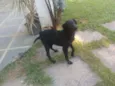 Pretinha