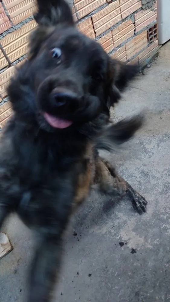 Cachorro ra a Golden retriever com labrador idade 1 ano nome Nutella