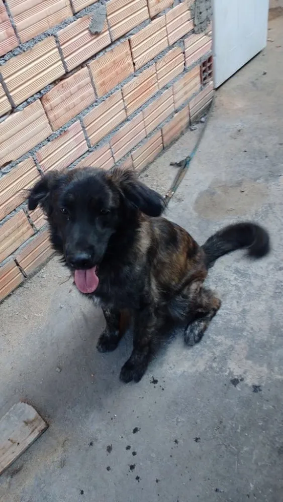 Cachorro ra a Golden retriever com labrador idade 1 ano nome Nutella
